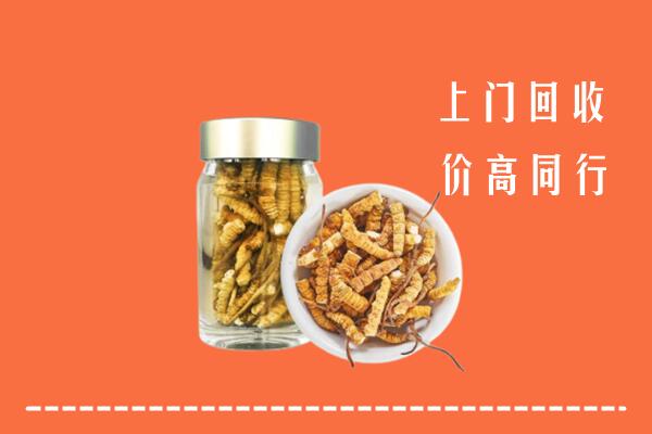 土默特右旗回收冬虫夏草